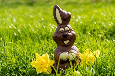 3 April 2023: Chocolate easter bunny sitting in green meadow *** Osterhase aus Schokolade sitzt in einer gr?nen Wiese-stock-foto