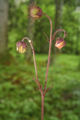 Bachnelkenwurz, Bach-Nelkenwurz (Geum rivale), bluehend, Deutschland, Bayern, Murnauer Moos purple avens, water avens (G-stock-foto