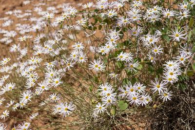 Alkali-Sumpf-Asterbl?ten im Capitol Reef National Park, Utah, USA-stock-foto