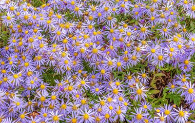 Bl?hende Berg-Astern, Aster amellus, Bayern, Deutschland, Europa Bl?hende Berg-Astern, Aster amellus *** Flowering mount-stock-foto