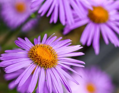Alpen-Aster. Sch?ne lila Bl?ten mit einem orangefarbenen Zentrum und Wassertropfen nach dem Regen im Garten-stock-foto