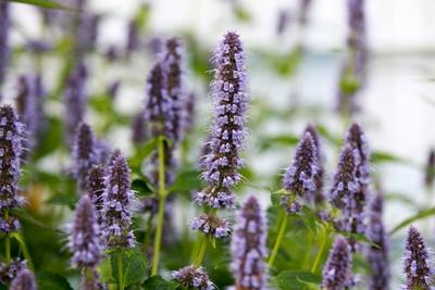 Pflanzen, Ostasiatischer Riesenysop Leverkusen Lila Duftnessel (Agastache rugosa), Themenbild, Symbolbild, 14.07.2016, C-stock-photo
