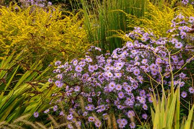 Bunte lila Aster, pr?chtige gelbe Goldrute (Solidago) und epiphytische Aster-stock-photo