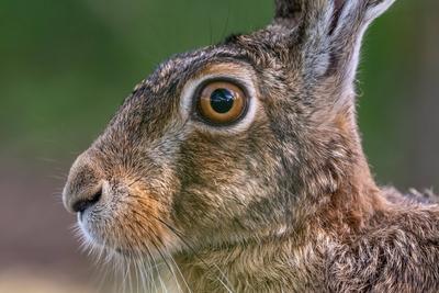 Portrait of a European hare (Lepus europaeus) Brown hare sitting on the ground observing the surroundings in a meadow Po-stock-foto