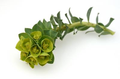 Walzen-Wolfsmilch, Euphorbia myrsinites ist eine schoene Pflanze mit gruenen Blueten. Roller spurge is a beautiful plant-stock-photo