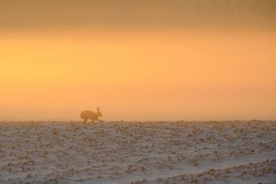 stimmungsvoll... Feldhase ( Lepus europaeus ) l?uft im fr?hen Gegenlicht ?ber einen schneebedeckten Acker *** Brown Hare-stock-foto