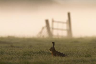Europaeischer Hase, Europaeischer Feldhase (Lepus europaeus), sitzt im Morgennebel auf einem Feld, Zaun im Hintergrund,-stock-foto