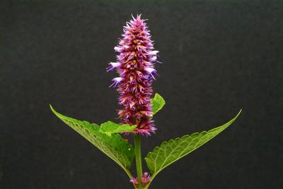 Ostasiatischer Riesenysop, Agastache rugosa, Korean Zest. In Ostasien und Nordamerika als Heilpflanze, Gewuerzpflanze un-stock-photo