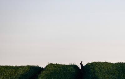 Hase auf dem Feld-stock-foto