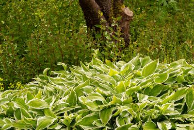 Landschaftsgarten: ?ppige Funkie (Hosta) vor Rhododendronstauden und dem Stamm einer Erle-stock-photo