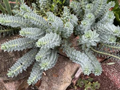 Walzen-Wolfsmilch, Euphorbia myrsinites-stock-photo
