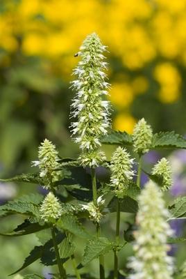 Nesselblaettrige Duftnessel Agastache urticifolia bluehend giant hyssop nettle leaf giant hyssop-stock-foto
