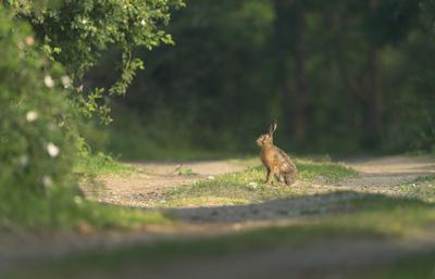 Europaeischer Hase, Europaeischer Feldhase (Lepus europaeus), sitzt auf einem Waldweg in der Sonne, Seitenansicht, Niede-stock-photo
