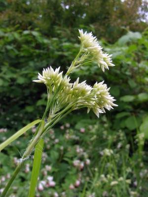 Bildnummer: 56041640  Datum: 08.05.2006  Copyright: imago/blickwinkelschneeweisse hainsimse (luzula nivea), bl?tenstand snowy woodrush (luzula nivea), inflorescence blws033825 kbdig 2006 hoch juncace? pflanze pflanzen angiosperme angiospermen monokotyle pflanzen monokotyledon? wildpflanzen deutschland wildpflanze wildpflanzen wildblume wildblumen flora deutschland kraut kr?uter mehrj?hrig mehrj?hriges kraut mehrj?hrige kr?uter staude stauden zierpflanze zierpflanzen zierblume zierblumen alpenblume alpenblumen alpenpflanze alpenpflanzen gebirgsblume gebirgsblumen gebirgspflanze gebirgspflanzen bl?tenstand bl?tenst?nde rispe ripen spirre spirren bl?hen bl?hend oekologie fr?hjahrsbl?her weisse bl?te weisse bl?ten anemogamie anemophilie nahaufnahme nahaufnahmen hochformat fr?hbl?her bergblume bergblumen bergpflanze bergpflanzen rush family plant plants flowering plant flowering plants seed plant seed plants angiosperm angiosperms monocotyledons plants monocots wild flower wild flowers native plant native plants germany herb herbs perennial perennial herb perannial herbs herbaceous perennial herbaceous perennials ornamental plant ornamental plants ornamental flower ornamental flowers alpine flower alpine flowers alpine plant alpine plants mountain flower mountain flowers mountain plant mountain plants inflorescence inflorescences panicle panicles blooming flourishing ecology spring flower spring flowers white blossom white blossoms white flower white flowers pollination wind-pollination anemogamy anemophily closeup closeups close up close ups close-up view vertical format  56041640 Date 08 05 2006 Copyright Imago Angle snow   Nivea Inflorescence Snowy Woodrush  Nivea inflorescences  Kbdig 2006 vertical  Plant Plants angiosperms angiosperms  monocotyledonous Plants monokotyledon? Wild plants Germany Wild plant Wild plants Wild flower Wild flowers Flora Germany Cabbage Herbs perennial Multiannual Cabbage more years Herbs Perennial Perennials Ornamental plant Ornamental plants Zierblume Zierblumen Alpine flower Alpine flowers Alpine plant  Gebirgsblume Gebirgsblumen Gebirgspflanze Gebirgspflanzen Inflorescence Flower stalls Panicle ripen spirren spirre  bloom blooming Ecology Fr?hjahrsbl?her White blossom White blossoms Anemogamie Anemophily Close-up Close-ups Portrait Fr?hbl?her Mountain flower Mountain flowers Mountain plant Mountain plants Rush Family plant Plants flowering plant flowering Plants Seed plant Seed Plants angiosperms angiosperms  Plants monocots Wild Flower Wild Flowers NATIVE plant NATIVE Plants Germany Herb Herbs perennial perennial Herb perannial Herbs herbaceous perennial herbaceous perennials ornamental plant ornamental Plants ornamental Flower ornamental Flowers Alpine Flower Alpine Flowers Alpine plant Alpine Plants Mountain Flower Mountain Flowers Mountain plant Mountain Plants inflorescences inflorescences panicle panicles blooming flourishing Ecology Spring Flower Spring Flowers White Blossom White Blossoms White Flower White Flowers pollination Wind pollination anemogamy anemophily closeup Closeups Close up Close Oops Close up View Vertical Format-stock-photo