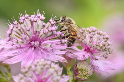 Biene - Apis mellifera - best?ubt eine Bl?te der grossen Sterndolde - Astrantia Major *** Bee Apis mellifera best?ubt a-stock-foto