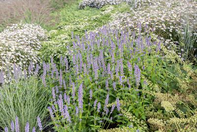 Asiatische Duftnessel, Blue Fortune (Agastache Blue Fortune , Agastache Blue Fortune), bluehend, Sorte Blue Fortune Kore-stock-foto