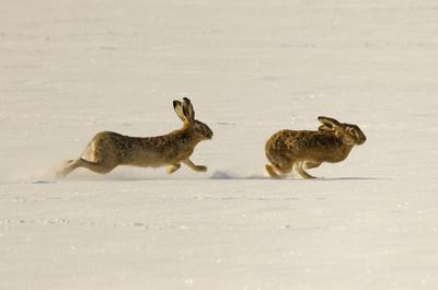 Creative Highlights World Europaeischer Hase, Europaeischer Feldhase (Lepus europaeus), zwei Feldhasen jagen sich auf ei-stock-photo