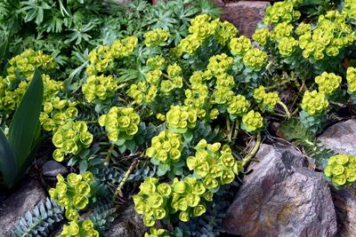 Walzen-Wolfsmilch, Euphorbia myrsinites ist eine schoene Pflanze mit gruenen Blueten. Roller spurge is a beautiful plant-stock-photo