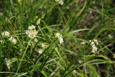 Luzula nivea, Schnee-Hainsimse, Snowy Wood-Rush Doldenartige Bl?tenrispen Copyright: xZoonar.com/PeterxHimmelhuberx 4727-stock-foto