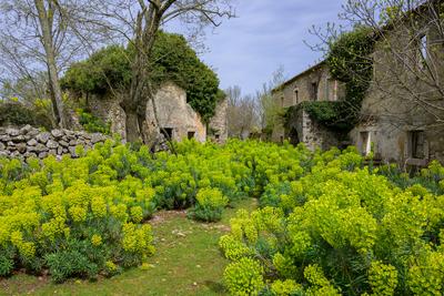 The ruin of an old stone house on the island Cres (Croatia), sunny day in springtime, flowering spurges Cres Croatia-stock-foto