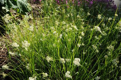 Luzula nivea, Schnee-Hainsimse, Snowy wood rush Luzula nivea, Schnee-Hainsimse, Snowy wood rush Copyright: xZoonar.com/P-stock-foto