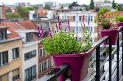 Mexican Hyssop or Agastache rupestris blooming flower on a terrace in pink pottery, Jette, Brussels, Belgium-stock-foto