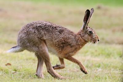 Europaeischer Hase, Europaeischer Feldhase (Lepus europaeus), laeuft ueber eine Wiese, Seitenansicht, Deutschland, Meckl-stock-photo