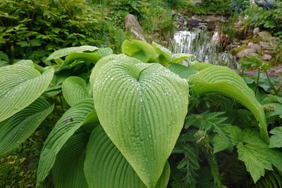 Funkie, Funkia, Hosta (Hosta spec.), Regentropfen auf den Blaettern einer Funkie plantain lily (Hosta spec.), raindrops-stock-foto