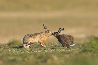 Europaeischer Hase, Europaeischer Feldhase (Lepus europaeus), Hasenhochzeit, Maennchen kuesst Weibchen, Niederlande, Fri-stock-photo
