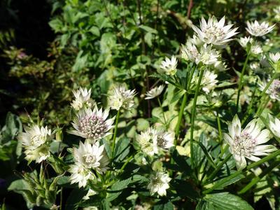 Grosse Sterndolde (Astrantia major) - Hybride, blühende Pflanze im Garten Grosse Sterndolde (Astrantia major) - Hybride,-stock-foto