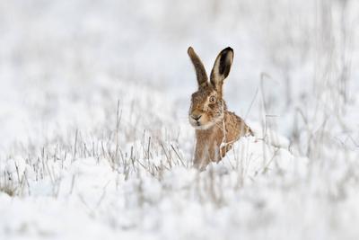 versteckt hinter Halmen... Feldhase ( Lepus europaeus ), Hase sitzt im Winter auf einer Wiese im Schnee, schaut neugieri-stock-photo