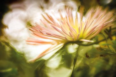 Lachsfarbene Aster im Gegenlicht-stock-photo
