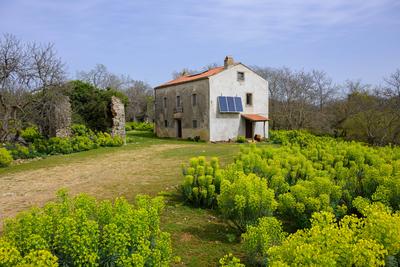 Cres, Croatia - March 30, 2024: An old stone house on the island Cres, sunny day in springtime, flowering spurges Cres C-stock-foto