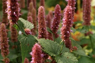 Duftnessel, Duft-Nessel, Fenchel-Agastache, Fenchelagastache, Anis-Ysop, Mexikonessel, Mexiko-Nessel (Agastache foenicu-stock-foto