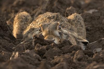 Feldhase Lepus europaeus braun niedlich Liebling Feld Wiese Tier in der Natur, ziehen in der N?he von Dorf, l?uft schnell, Jungen sch?ne Augen streicheln, hat Ohren, Agrarlandschaft, Lebensmittel Ernte Europa-stock-photo