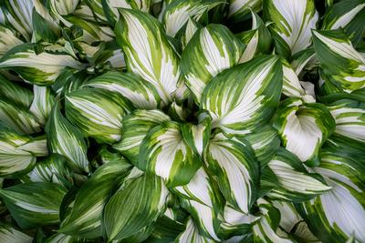 Nahaufnahme einer Buschhosta mit wei?-gr?n gestreiftem Laub, die im Garten w?chst.-stock-foto