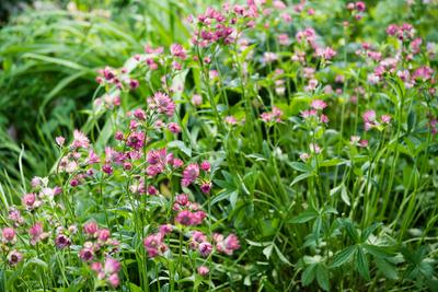 Garten in Mecklenburg-Vorpommern mit Sonntagscaf? Zarte rosa Blueten der Sterndolde 5000 qm gro?er Garten neben Buednere-stock-foto