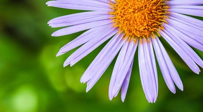 Alpen-Aster, Aster alpinus. Sch?ne lila Bl?ten mit orangefarbener Mitte-stock-foto