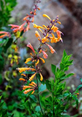 Agastache aurantiaca plant, Sydney, Australia Agastache aurantiaca (aurantica) plant at a garden in Sydney, New South Wa-stock-foto