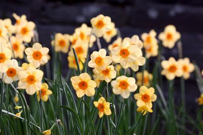 Fruehling (Fr?hling) im Siegerland-stock-foto