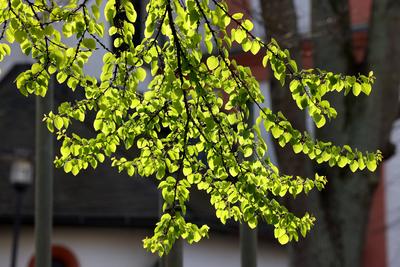 Fruehling (Fr?hling) Siegerland-stock-foto