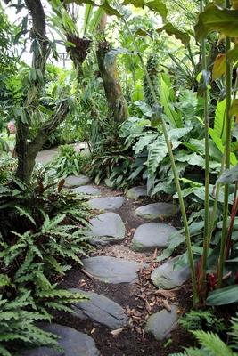 Weg im Botanischens Garten Singapore Botanic Gardens Singapur path through Singapore Botanic Garde-stock-foto