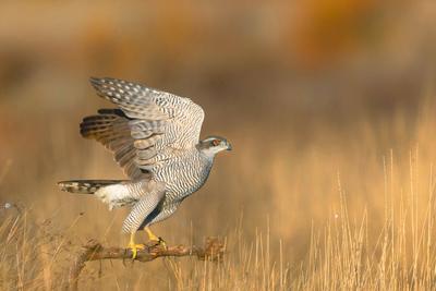 Habicht, Accipiter gentilis, northern goshawk-stock-foto