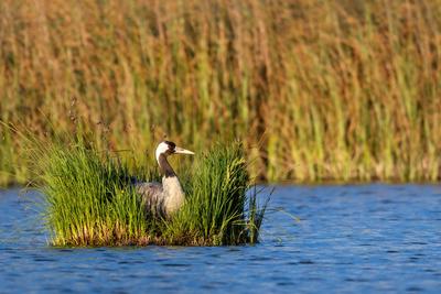 Kranich, Graukranich, Grau-Kranich, Grauer Kranich, Eurasischer Kranich, Grus grus, Common crane, Eurasian Crane-stock-foto
