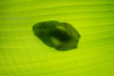 Gr?ner Zentrolenidae, Glasfrosch, der sich auf einem Blatt im Amazonasgebiet ausruht-stock-foto