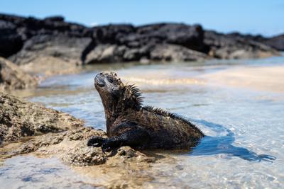Meeresleguan auf Felsen am Strand von Puerto Villamil, Galapagos, Ecuador-stock-foto