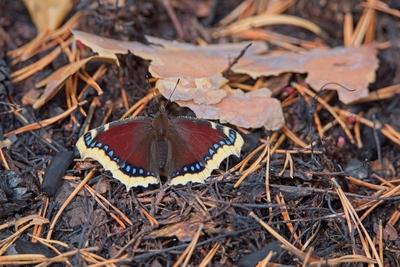 Trauermantelschmetterling.-stock-foto