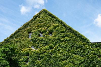 Fassadenbegr?nung bis zum Dach des Einfamilienhauses *** Facade greening to to Roof of Single family house 1133500094-stock-foto