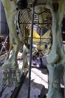 Paleontological Restoration Production in Binzhou-stock-foto