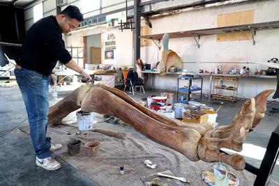 Paleontological Restoration Production in Binzhou-stock-foto